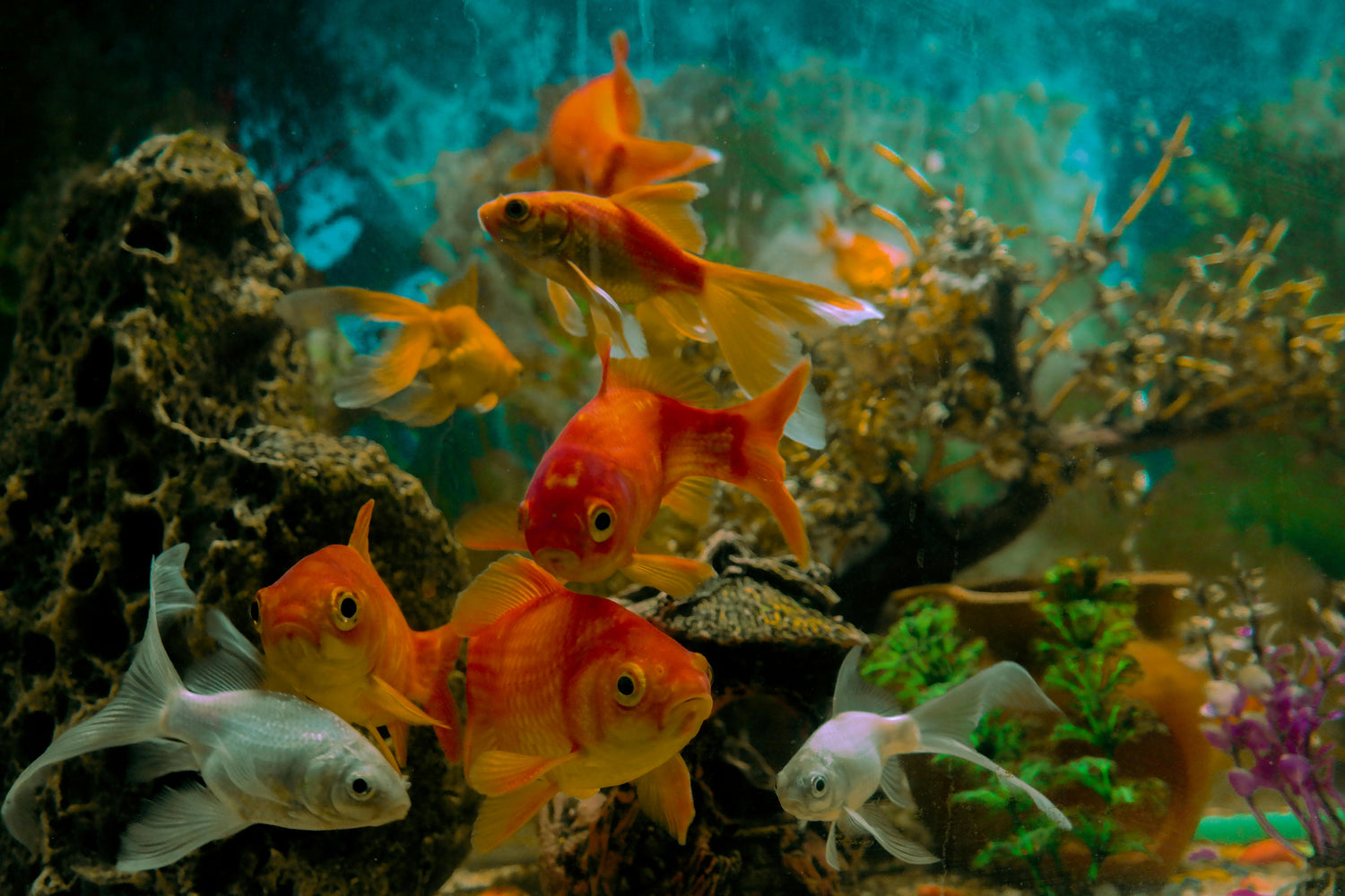 🐟 Aquarium Power Outage: How to Keep Your Fish Safe When the Lights Go Out (2026 US Edition)